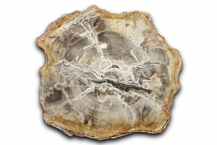 Polished Petrified Wood (Araucaria) Round - Madagascar #344644